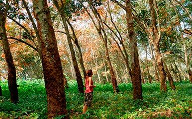 Bosque Heveas